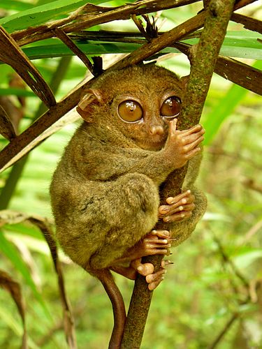 Philippine tarsier